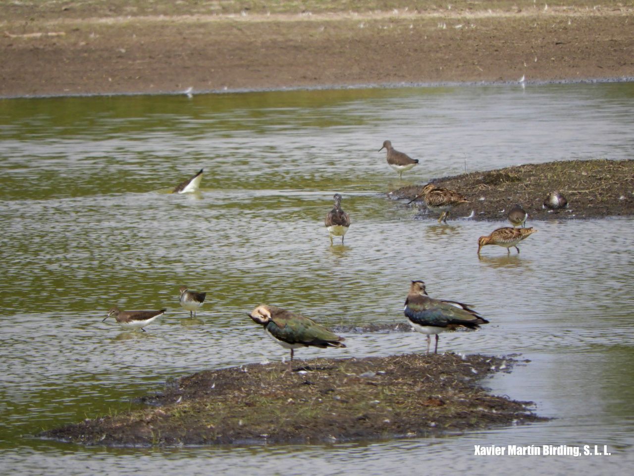 Varias especies de limícolas descansado en la la laguna Matisalvadro