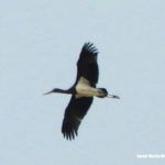 Cigüeña negra volando en las Lagunas de Cantalejo
