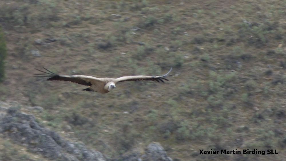 Griffon Vulture (buitre leonado)