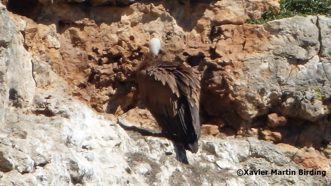 Buitre común (Griffon Vulture) joven