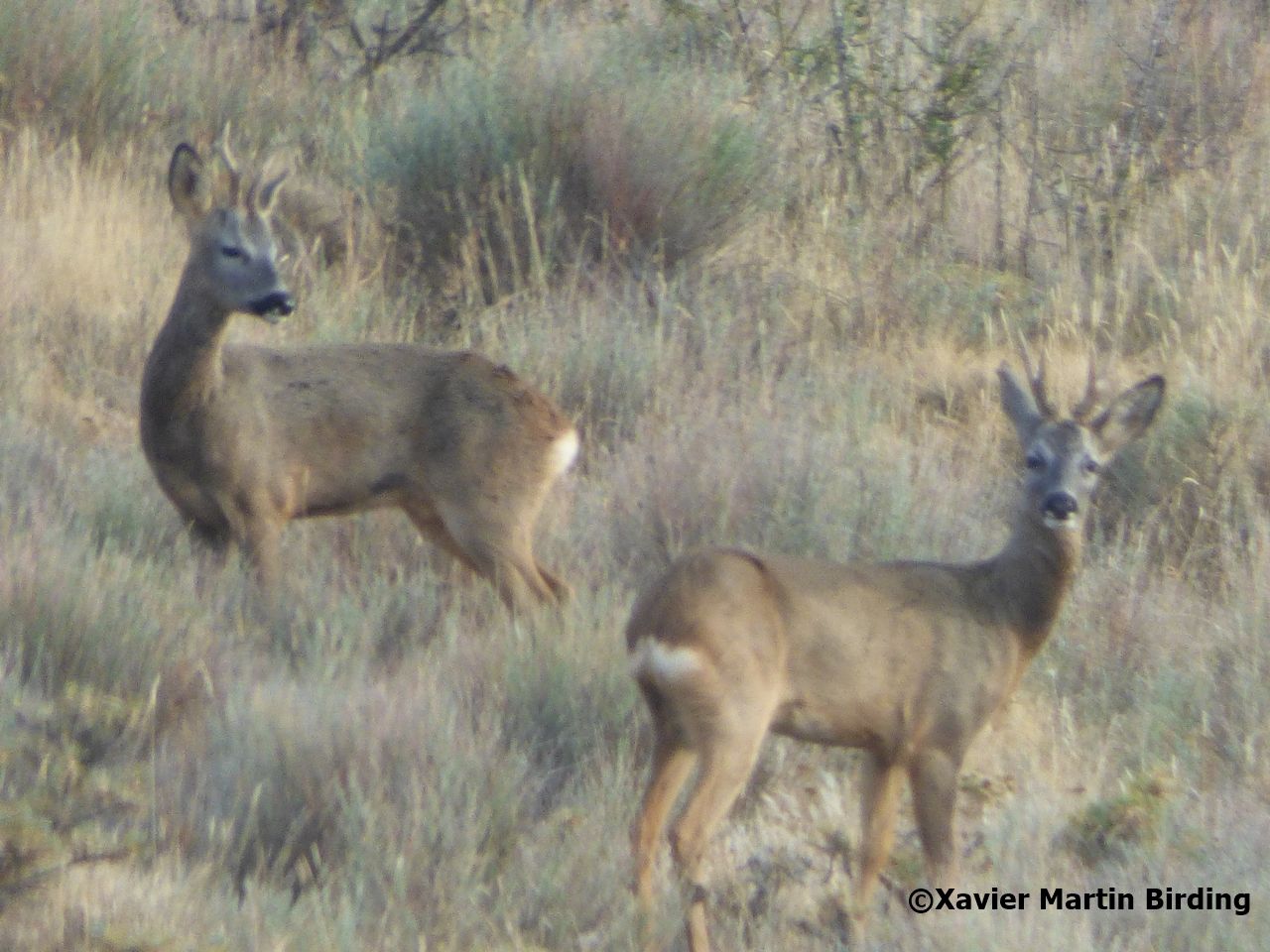 Corzos macho (Western Roe Deer)